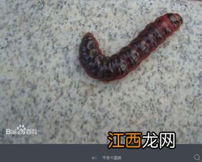 蚕是怎么离开地面爬行的