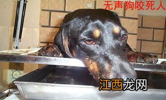 什么狗不咬人