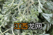 茵陈孕妇能吃吗 茵陈怎么处理才能泡茶喝