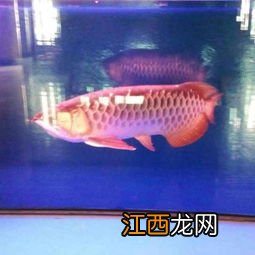 鱼缸水太肥怎么办