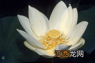 白莲花是啥意思