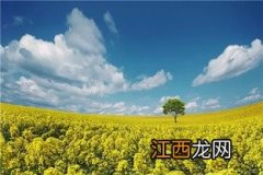 婺源油菜花开花时间