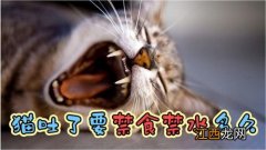 猫吐了要禁食禁水多久