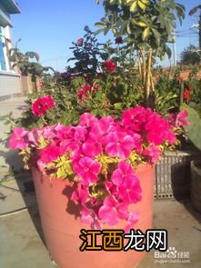 室内种植什么花