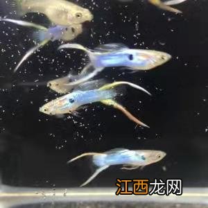 七种孔雀鱼直接入缸 新手适合养的几种孔雀鱼