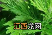 蒿子粑粑哺乳期能吃吗 冷藏的蒿子粑粑怎么吃