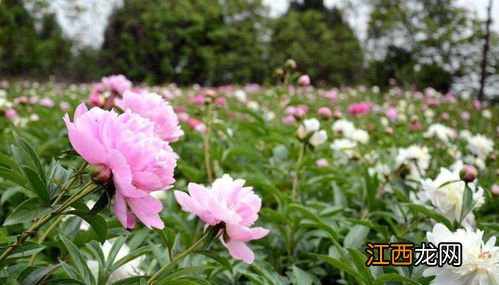 如何种植芍药 芍药的种植方法