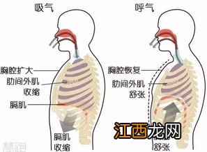 常练呼吸肌老人更硬朗 呼吸肌锻炼的有效方式