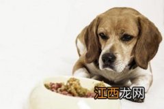 狗的肠炎能吃什么