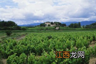 种地变成种风景 田园农业旅游