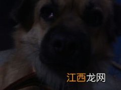 狗狗眼睛流眼泪怎么回事