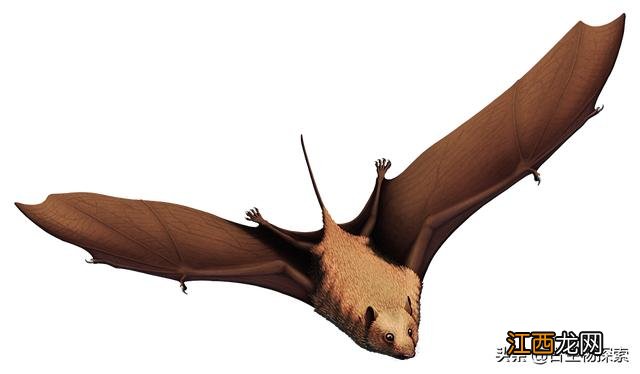 最古老的蝙蝠生活在5000多万年前 史上最大的蝙蝠有多大