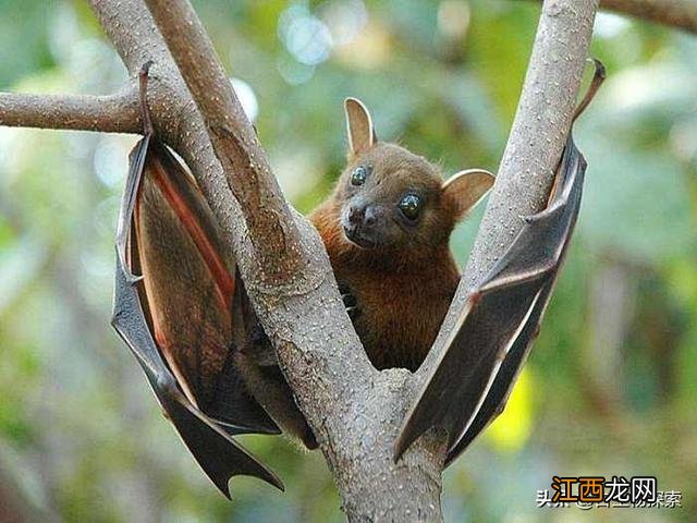 最古老的蝙蝠生活在5000多万年前 史上最大的蝙蝠有多大