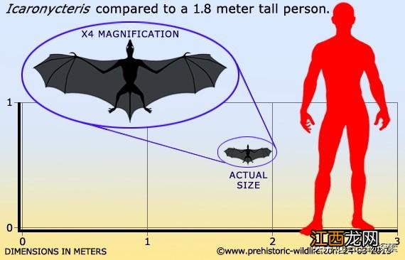 最古老的蝙蝠生活在5000多万年前 史上最大的蝙蝠有多大