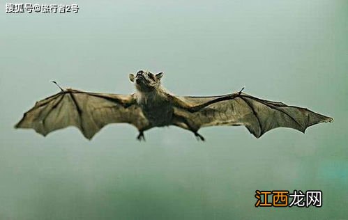 最古老的蝙蝠生活在5000多万年前 史上最大的蝙蝠有多大