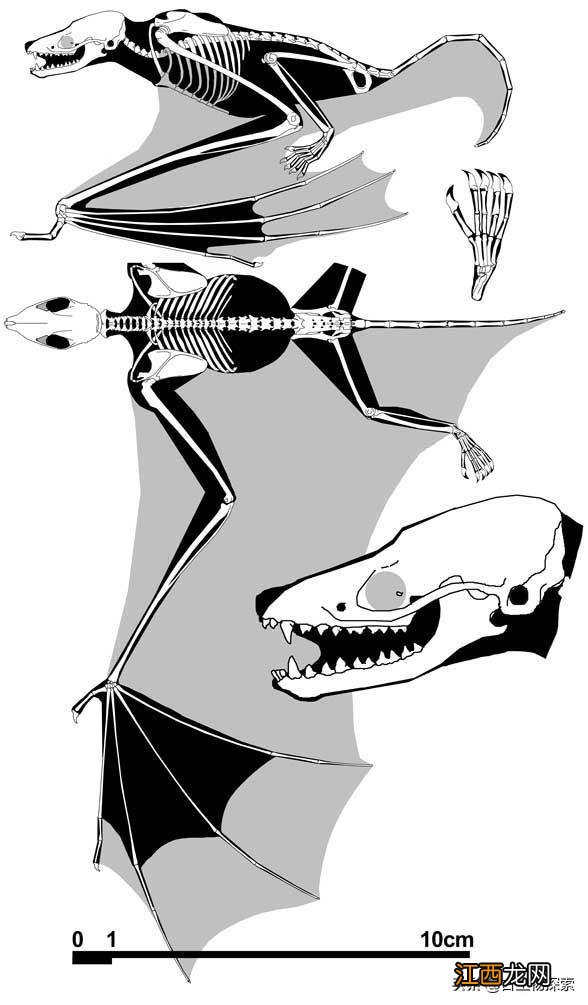 最古老的蝙蝠生活在5000多万年前 史上最大的蝙蝠有多大