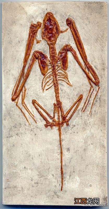 最古老的蝙蝠生活在5000多万年前 史上最大的蝙蝠有多大