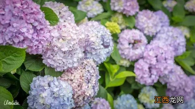 这可能是你见过的最详尽的峨眉山徒步攻略 峨眉山最经典的徒步游玩攻略