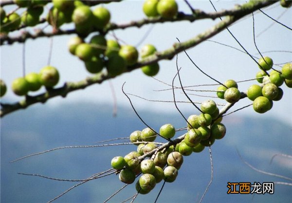 41种不常见的奇葩水果 罕见的水果图片和名字