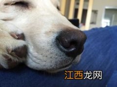 狗狗鼻子褪色怎么回事