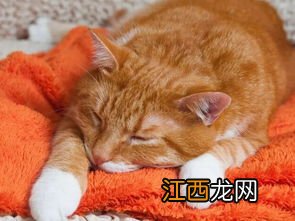 猫咪老打喷嚏怎么回事