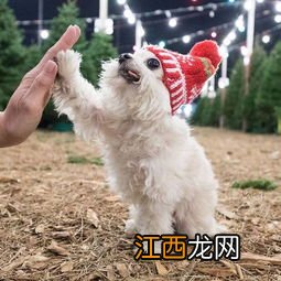 治愈犬是什么