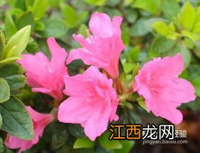 杜鹃花的养殖方法技巧