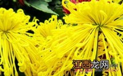 菊花怎么过冬 菊花怎么过冬天