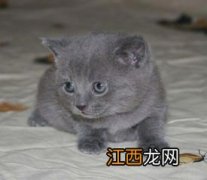 夏特尔猫和蓝猫区别