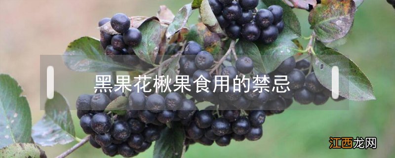 黑果花楸果食用的禁忌