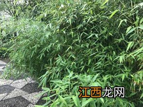 碧绿的柳条像什么一样