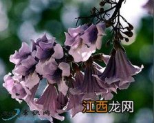 泡桐花治疗青春痘偏方整理