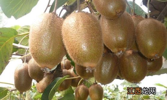 猕猴桃的催熟方法 猕猴桃的保存法