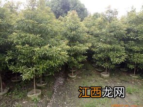 金丝楠木北方能种植吗