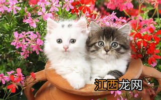 猫吃不下东西怎么回事