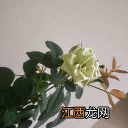 玫瑰花什么时候嫁接