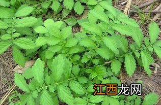 仙鹤草的作用介绍 仙鹤草的作用