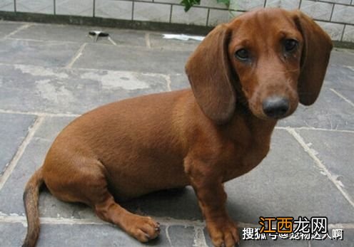 腊肠犬能吃什么