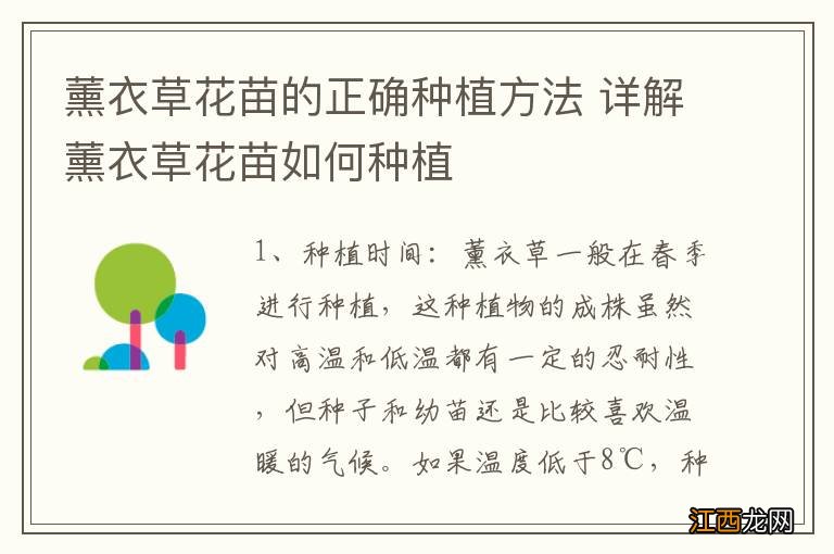 薰衣草花苗的正确种植方法 详解薰衣草花苗如何种植