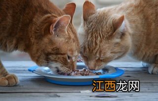 猫一顿吃多少