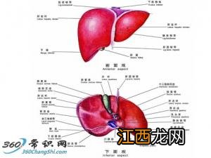 治疗各类肝病的食疗配方