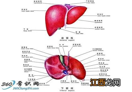 治疗各类肝病的食疗配方