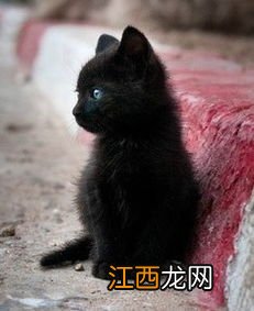 黑色的猫是什么品种