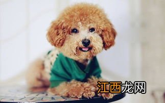 小泰迪乱吃东西怎么办