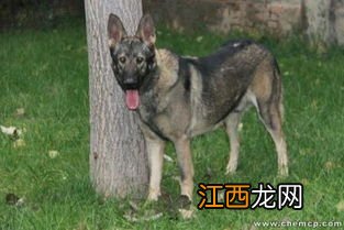 东德犬几个月才凶人