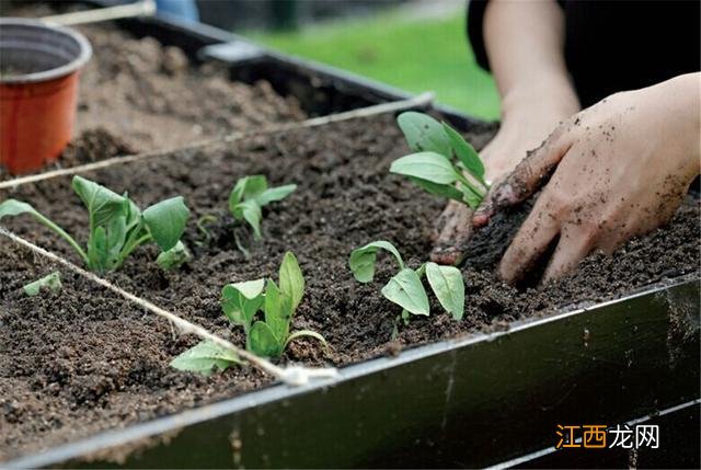 家庭种菜新手掌握的3个小诀窍 菜地里种菜小妙招