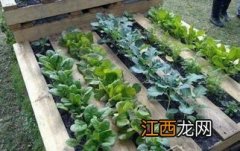 家庭种菜新手掌握的3个小诀窍 菜地里种菜小妙招