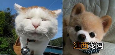 俊介犬掉毛吗