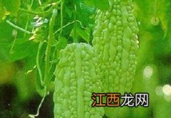 痱子怎么治？苦瓜汁治疗痱子的偏方