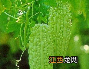 痱子怎么治？苦瓜汁治疗痱子的偏方